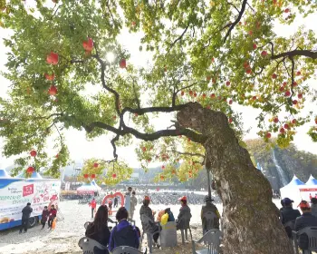 청송 사과축제_21
