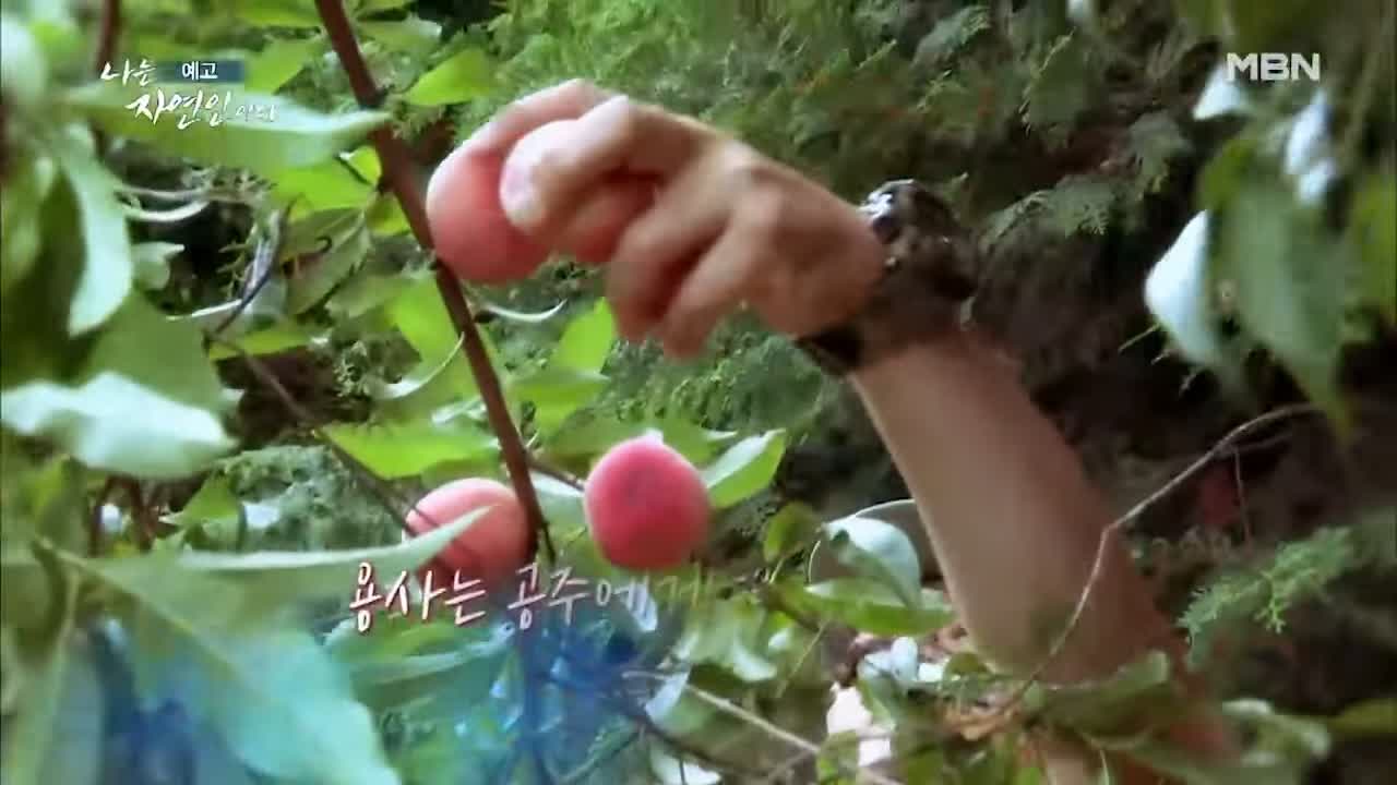 이승윤 윤택 나는 자연인이다 511회 나의 첫 독립일기 자연인 이영숙 소개 및 출연 다시보기