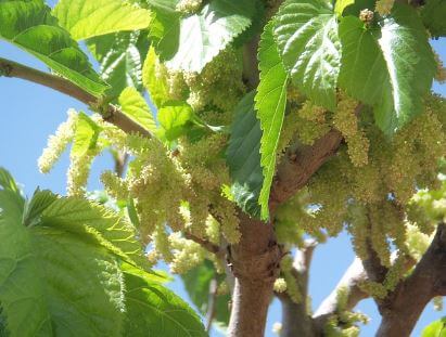 오디-제품-추천-및-섭취량1