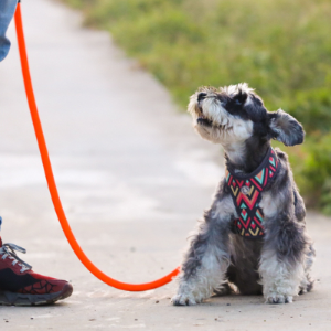 앉아서 주인을 바라보는 강아지 모습