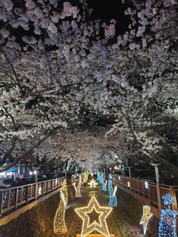 진해 벚꽃 여행 찐후기 ❘ 여좌천 &amp; 경화역, 인생샷 명소 총정리!
