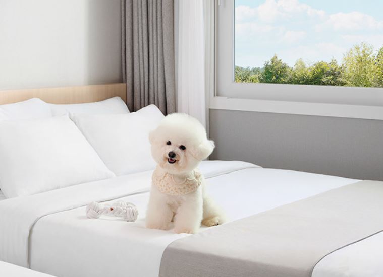 반려견 동반 여행-제주 성산 반려견 숙소 & 카페