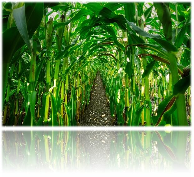 옥수수 밭