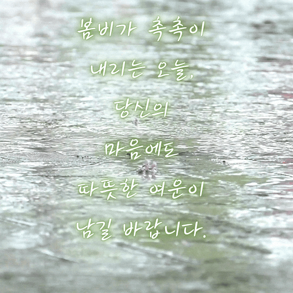 봄비 인사말 비오는 날 인사말 문구 이미지 모음