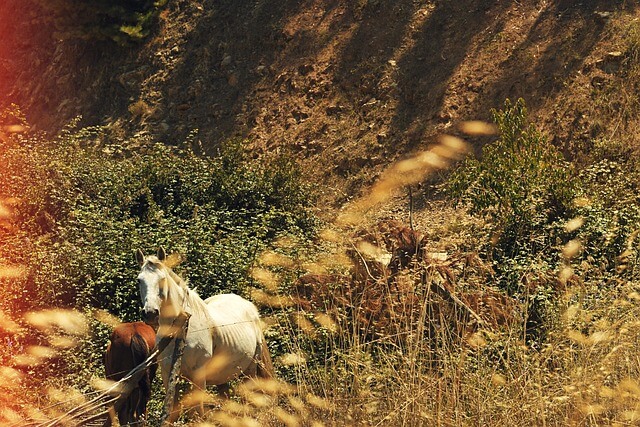 2024년 신년운세 말띠 4월 운세 혼자 말고 같이~
