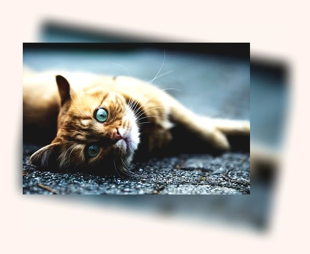 반려동물 넥카라_1_subsection