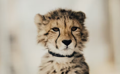 새끼 동물을 보는 꿈 해석