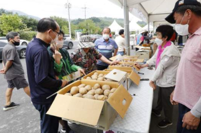 괴산 감물감자축제 일정 장소 초대가수 감자캐기 체험