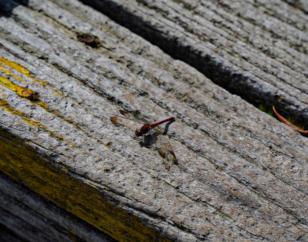 사라오름 잠자리