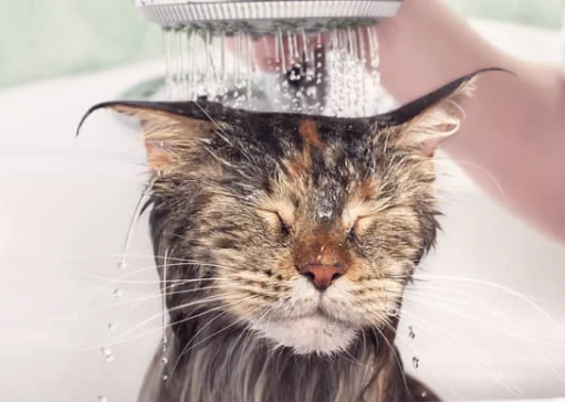 고양이-목욕