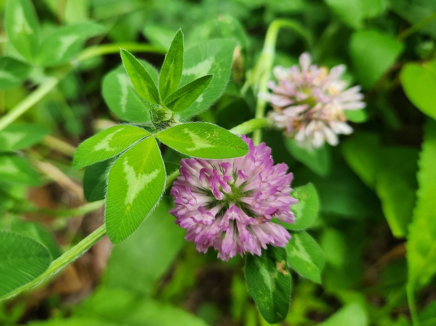 붉은토끼풀 Red Clover