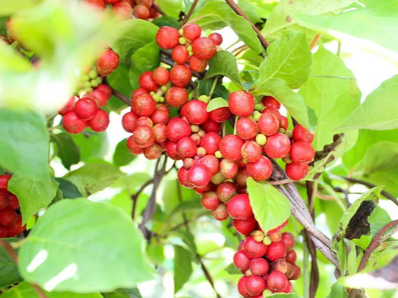 다섯 가지 맛의 열매 오미자