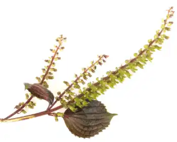 국산 들깨 가격 시세&amp;#44; 효능과 영양성분