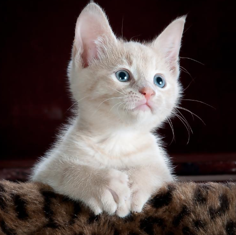 고양이스트레스