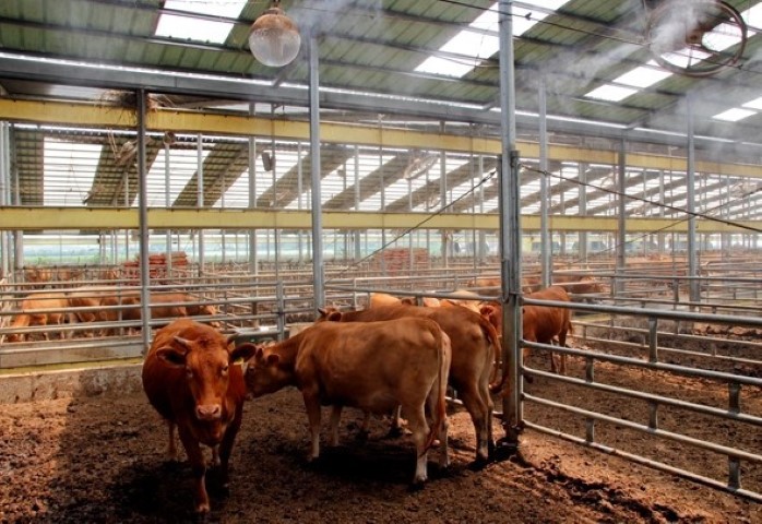 럼피스킨병 관련주