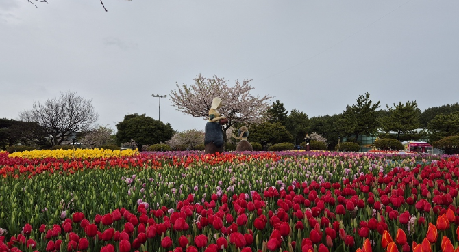태안 튤립축제