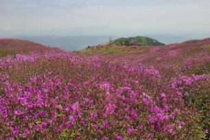황매산 철쭉 개화상황