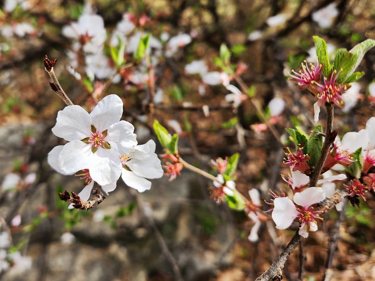 앵도나무(앵두나무)