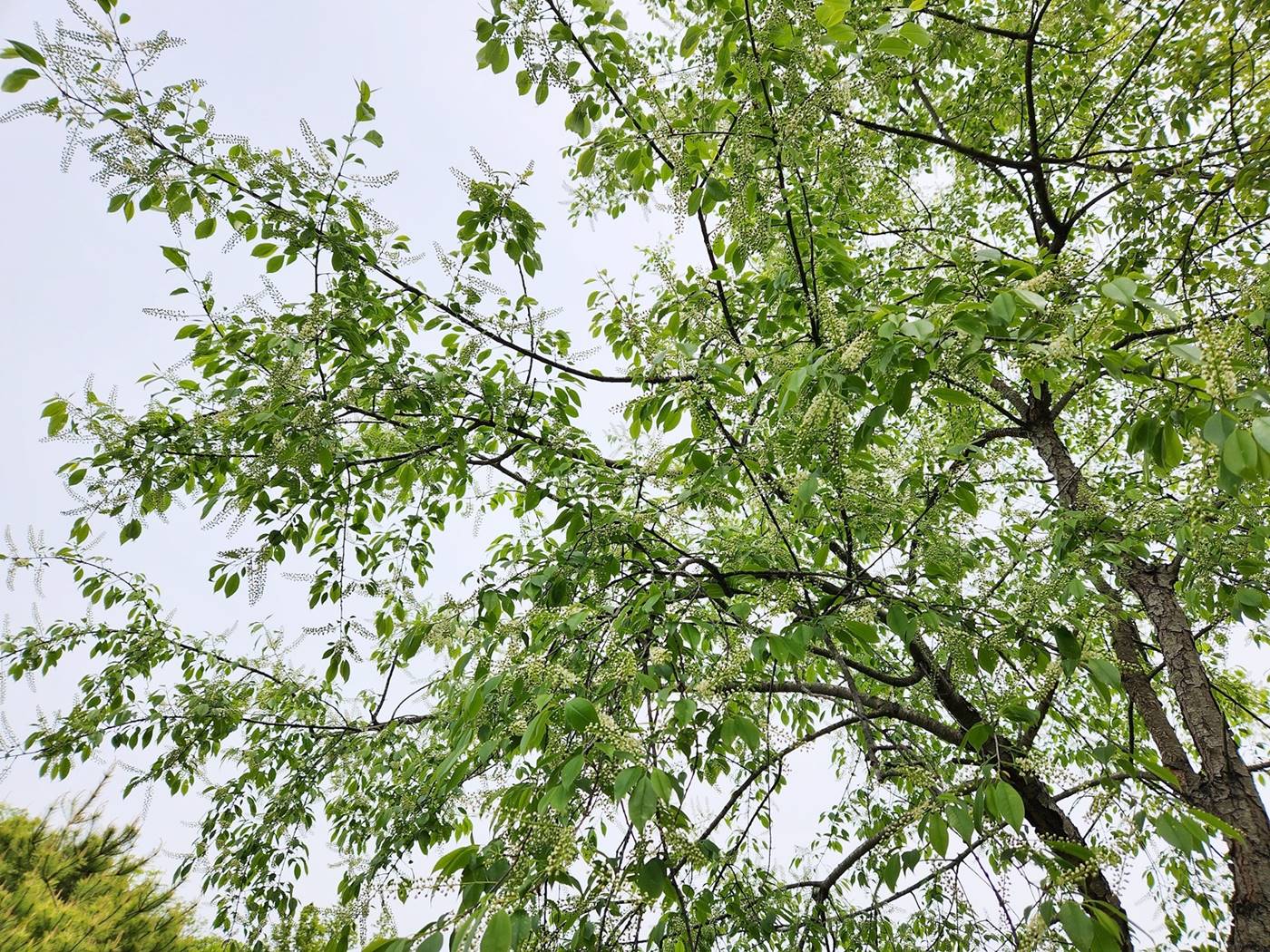 세로티나벚나무