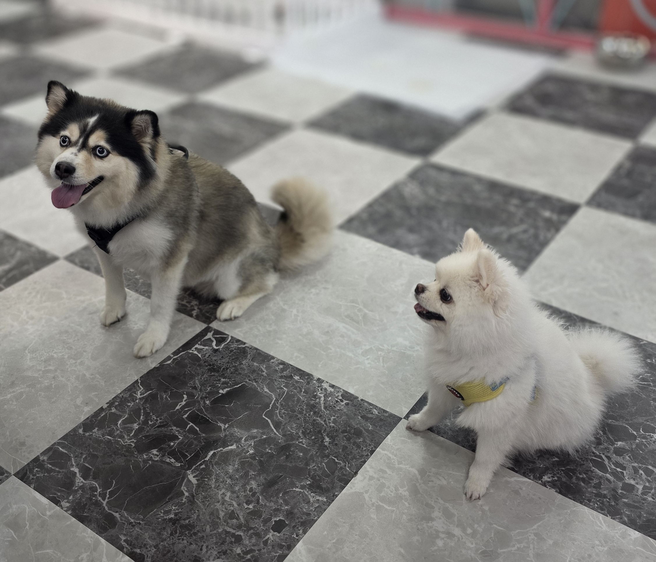 반려동물 행동교정