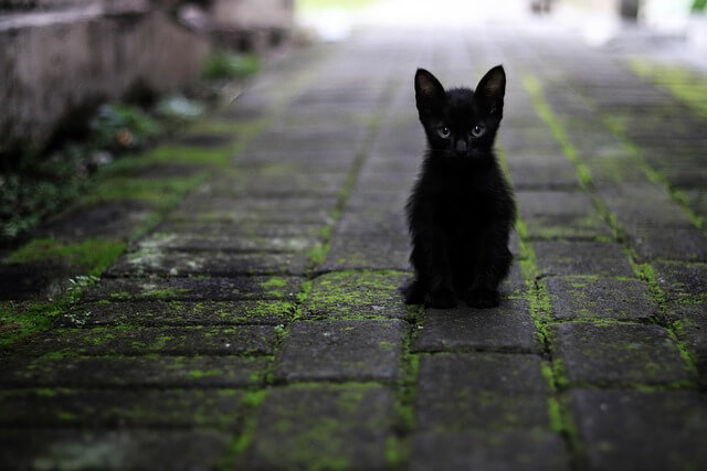 고양이 꿈