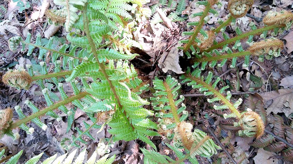 대모산·우면산 '모기'