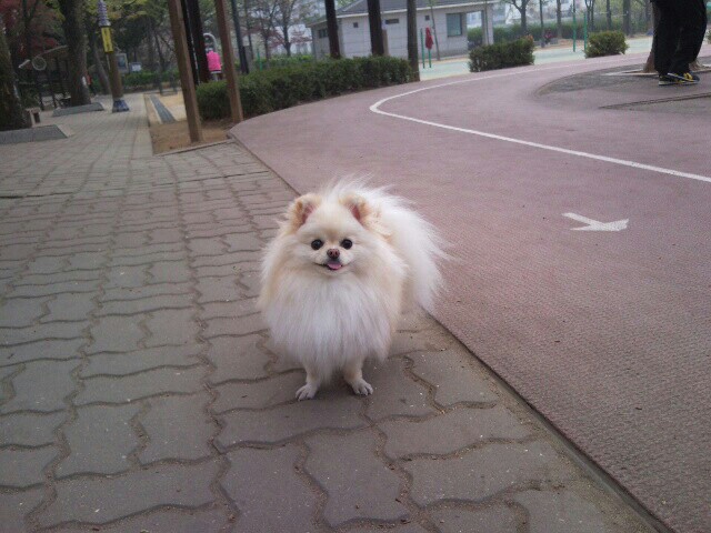 강아지가 싫어하는 행동 : 싫어하는 행동 23가지