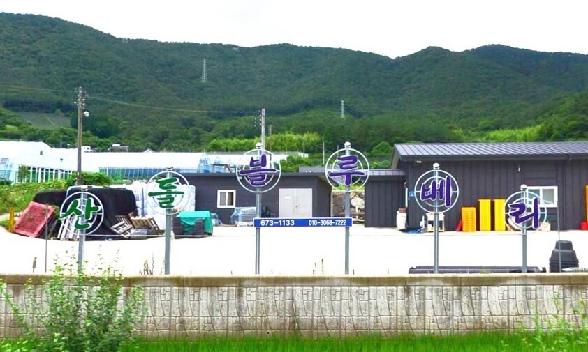 생생정보 2314회 수확의 달인 고성 블루베리 산들블루베리 주문방법