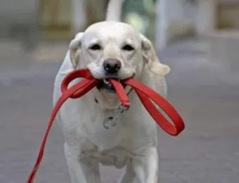 강아지 오래사는 신장관리 비법 생활습관_7