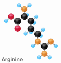 아르기닌 부작용, 아르기닌의 효능, 복용법 총정리 (2025ver)