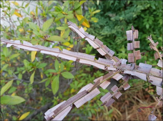 화살나무 효능과 활용법, 알아보고 건강 지키세요