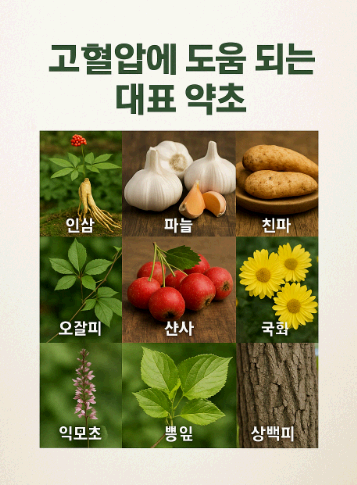 고혈압에 도움 되는 대표 약초