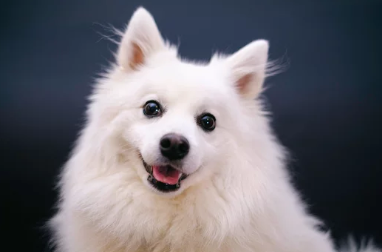 스피츠/출처:어도비스톡