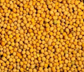 겨자(芥子, Mustard) 완전 가이드 관련 사진