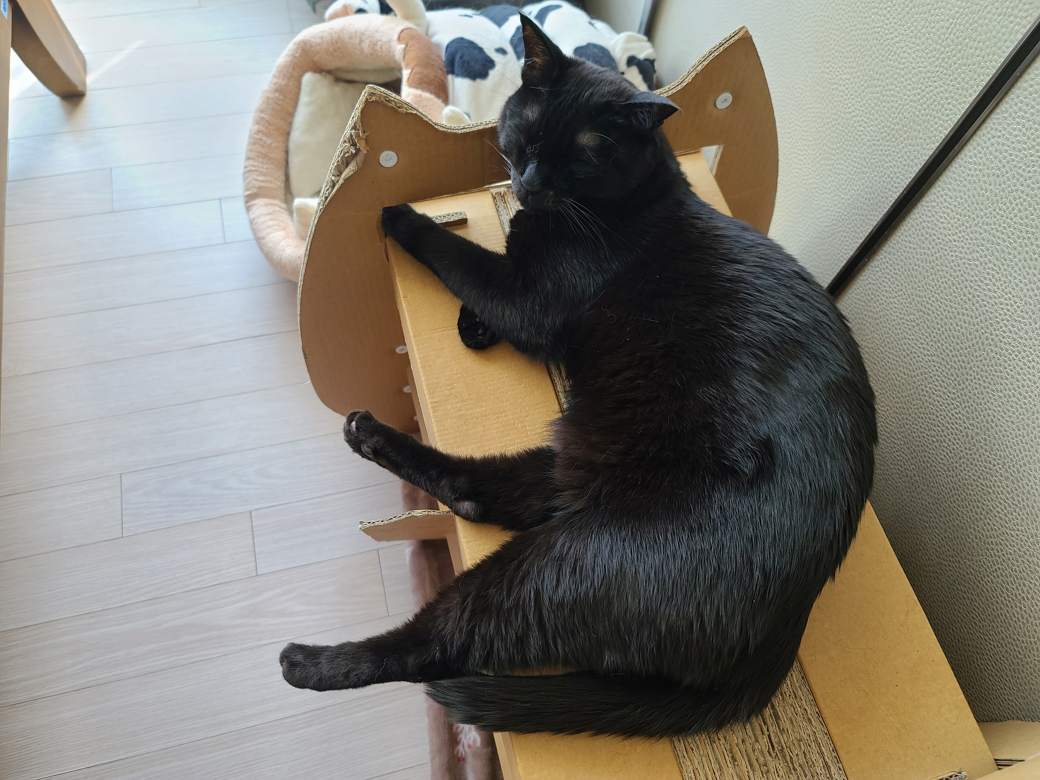 고양이들의 오늘 낮잠자는 포즈 (feat.내 다이슨 도대체 언제와?)