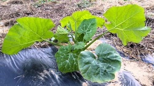 호박재배-맷돌호박-늙은호박-순지르기-적심방법-착과방법