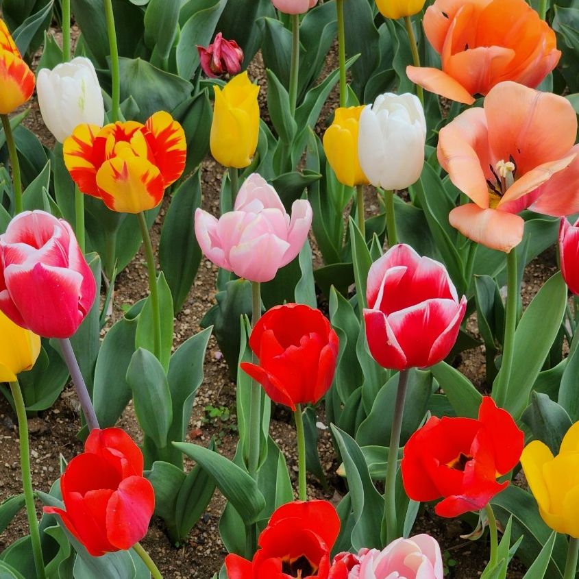 대전오월드 플라워랜드