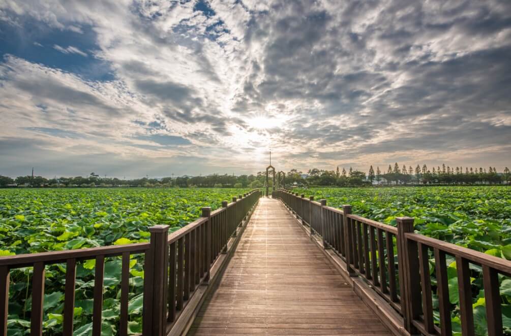 회산백련지-무안연꽃축제