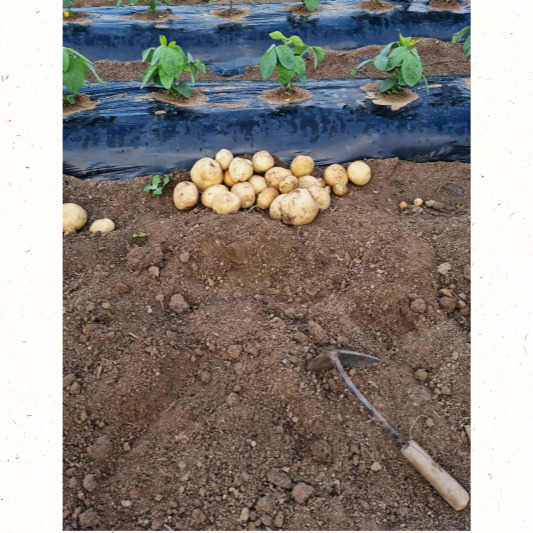 씨감자 절단과 큐어링 절차