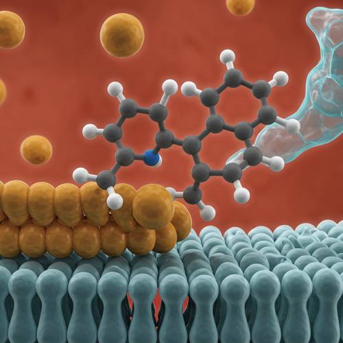 포스파티딜세린 성분 표시 사진
