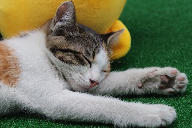 천안 길고양이 학대