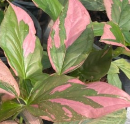 싱고니움 포도필럼(Syngonium podophyllum) 'Pink Splash': 매력적인 핑크색 잎