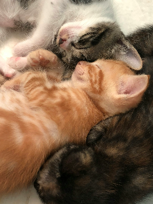 옹기종기 붙어서 자고 있는 아기고양이 3마리의 사진