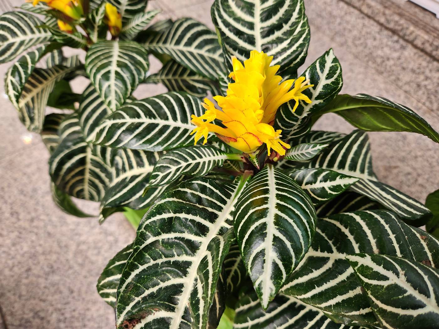 아펠란드라 Aphelandra
