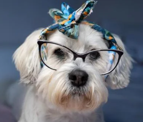 강아지 눈이 침침? 시력 테스트 5가지 및 저하 신호