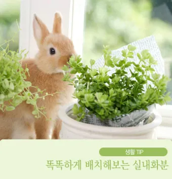 실내화분 환기 요령 미세먼지 많은날 창문관리 공기청정기 병행 팁_11