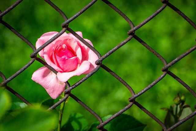 감옥꿈, 감옥에 갇힌 꿈, 감옥에서 고문 당하는 꿈, 감옥에 관련된 꿈해몽