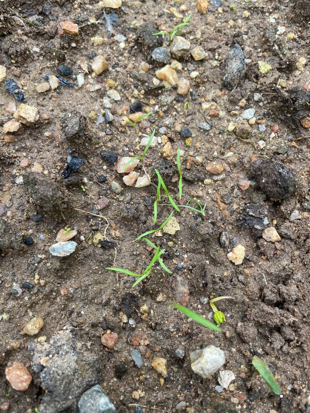 가을 흰 당근 싹