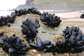 홍합 효능 및 영양성분&amp;#44; 가격