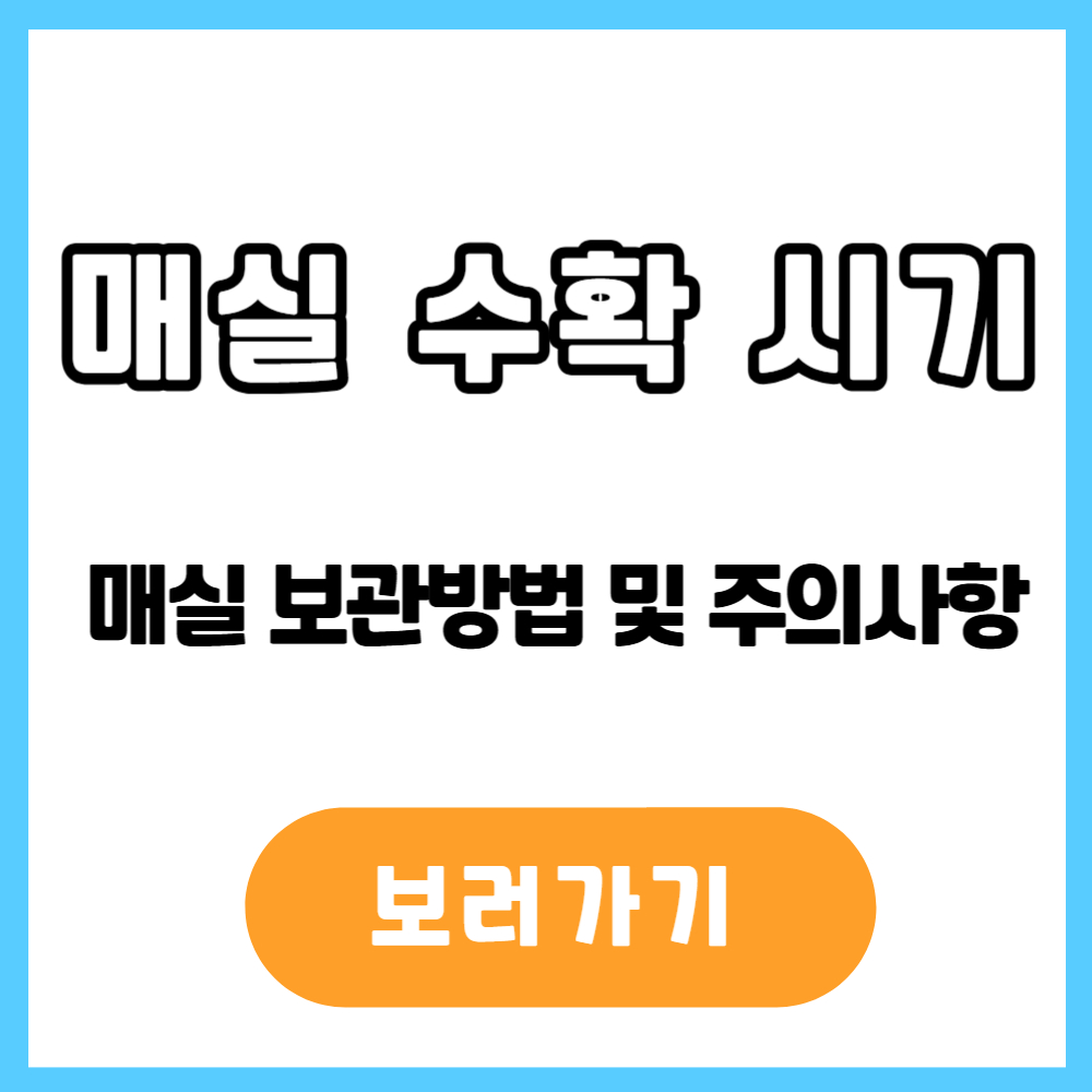 매실 수확 시기